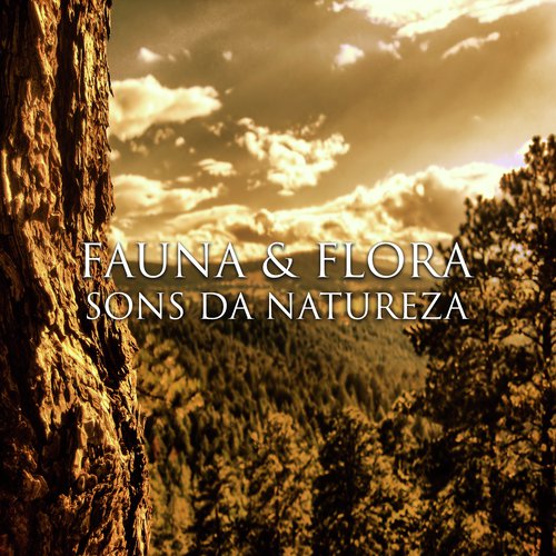 Música de Massagem cover art