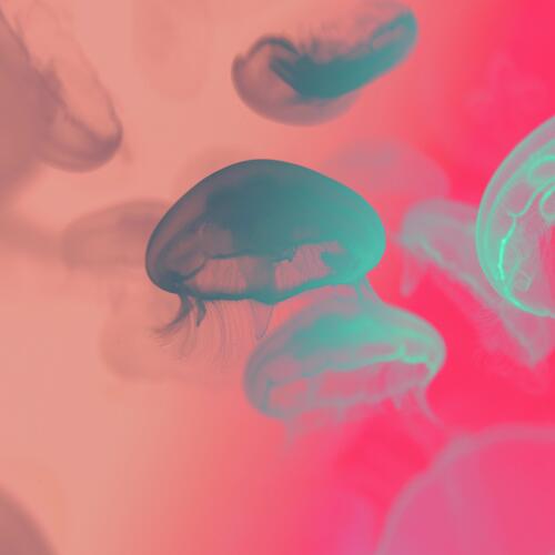Posy cover art