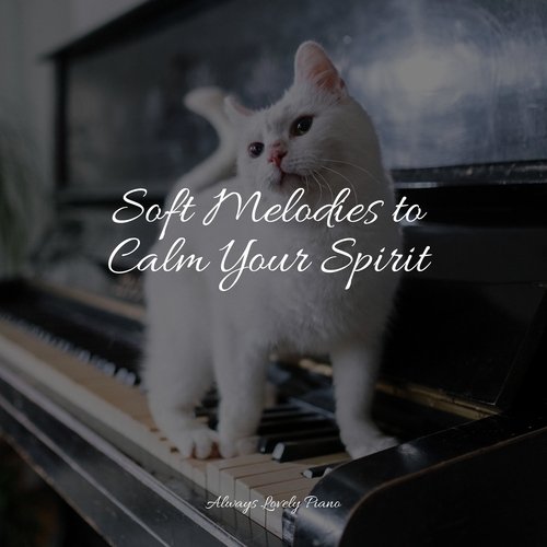 Soft Melodies to Calm Your Spirit