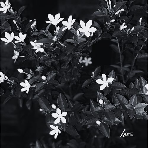 hOme cover art