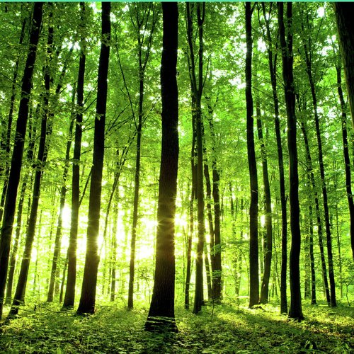 Forest Sounds: Singing Birds, Gently Huming Trees