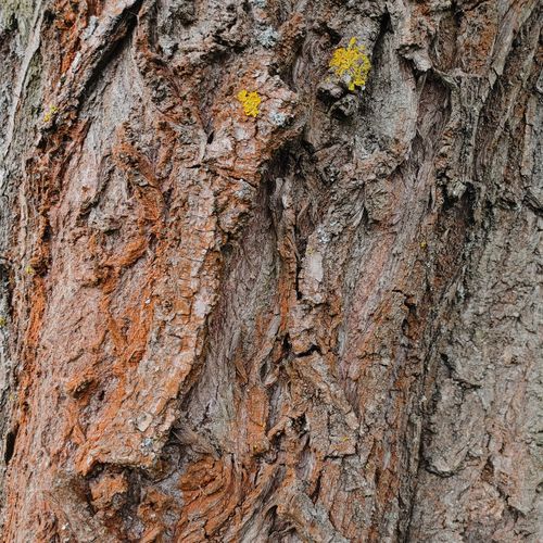 Mycorrhiza IV