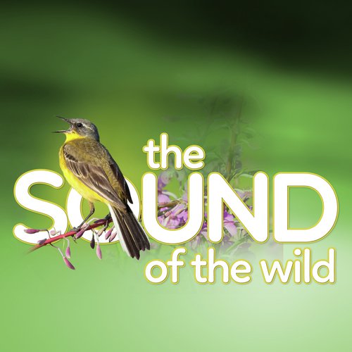 The Sound of the Wild