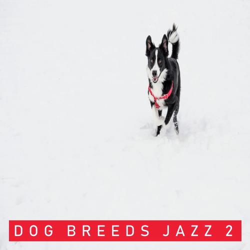 Dachshund cover art