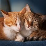 The Melody of Pet Serenity