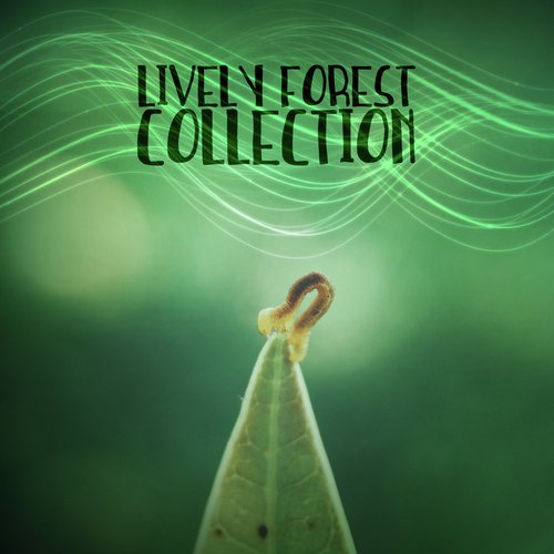 Lively Forest Collection_poster_image