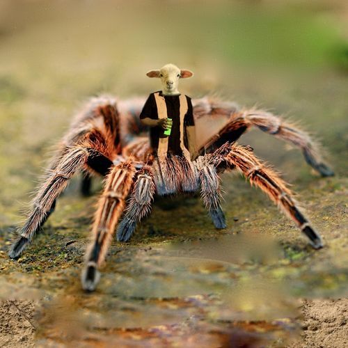 Groovenom cover art
