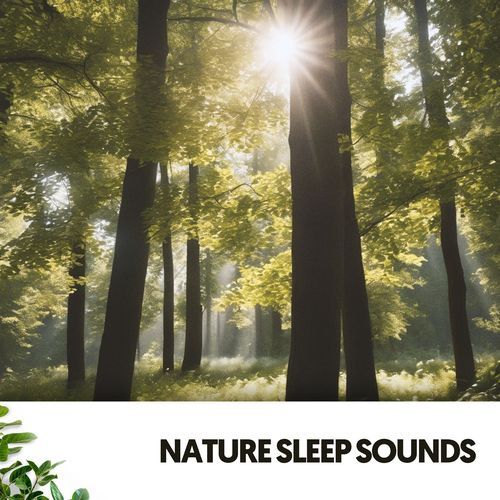 Deep Forest Sleep Sonata