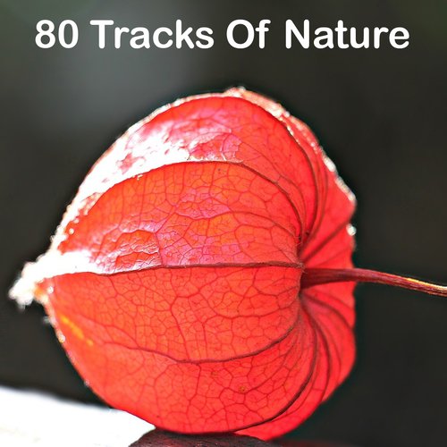 80 Tracks Of Nature