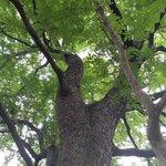 Jeans Pant Horok Katek