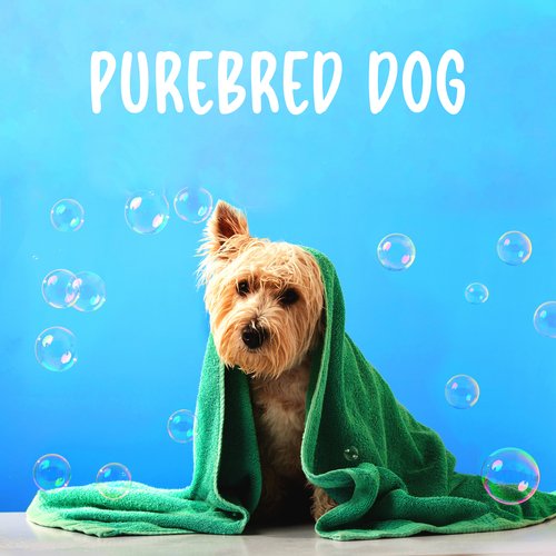 Purebred Dog: Exclusive Relaxation Music For Dogs_poster_image