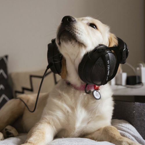 Dog Music - Relaxing Music_poster_image