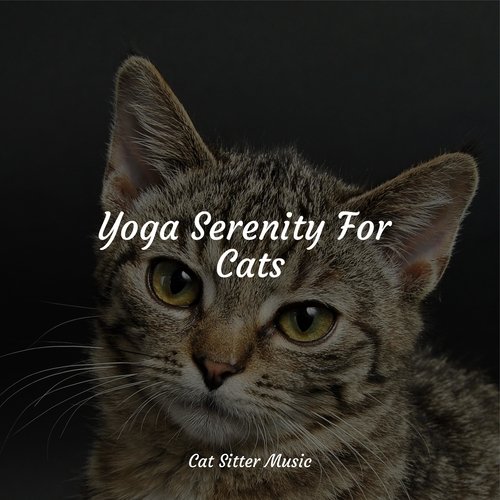 Yoga Serenity For Cats