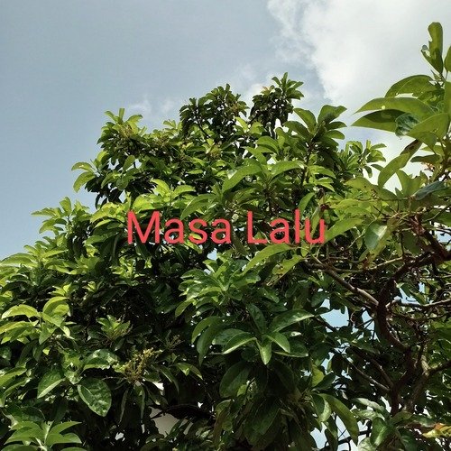 Masa Lalu
