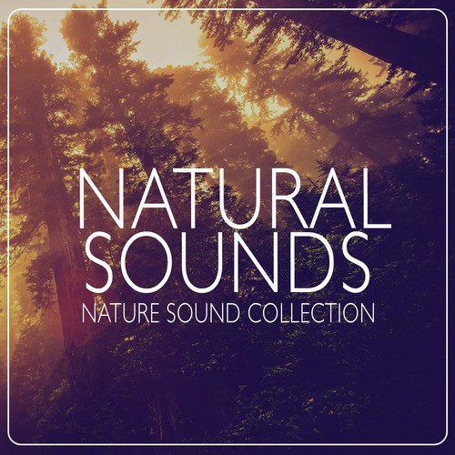 Natural Sounds: Nature Sound Collection