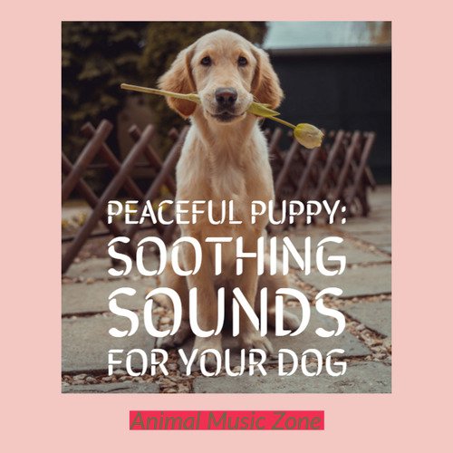 Dogs Love Windy Windows - Song Download from Peaceful Puppy: Soothing  Sounds for Your Dog @ JioSaavn