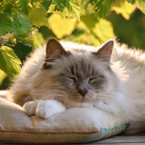 Armonías Tranquilas Para Gatos: Música Para La Paz Felina