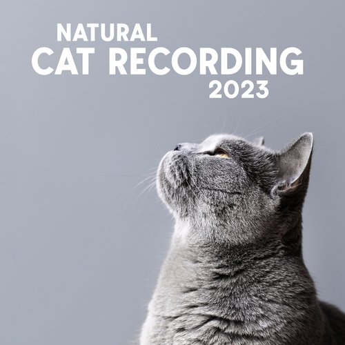 Cat Music Therapy cover art