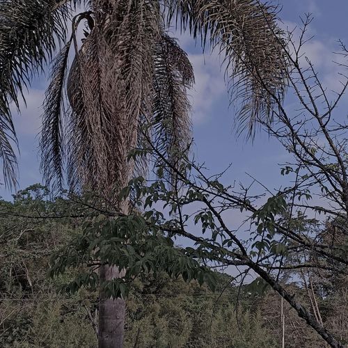 Downfall Slowed