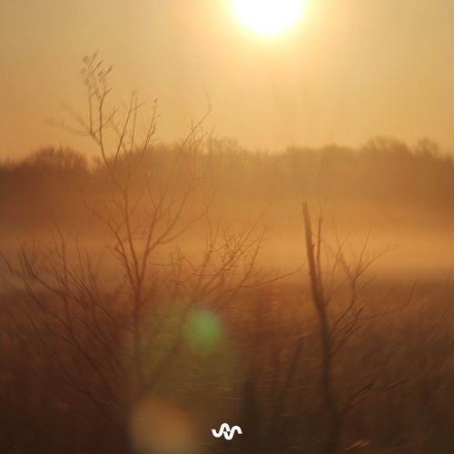 Golden Light