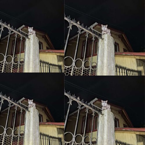 Jaula Llena de Lombrices cover art