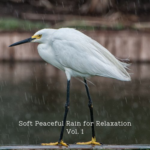 Rain Wonders cover art