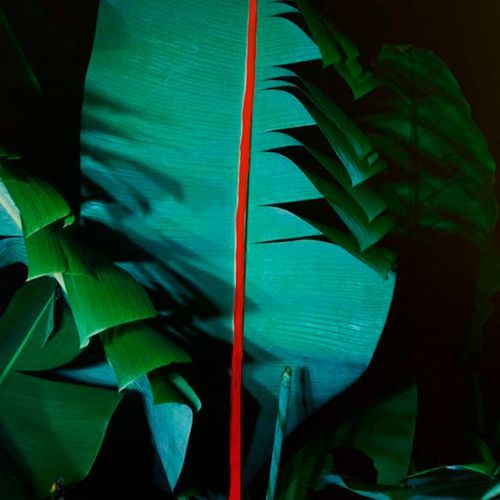 Jungle Lofi