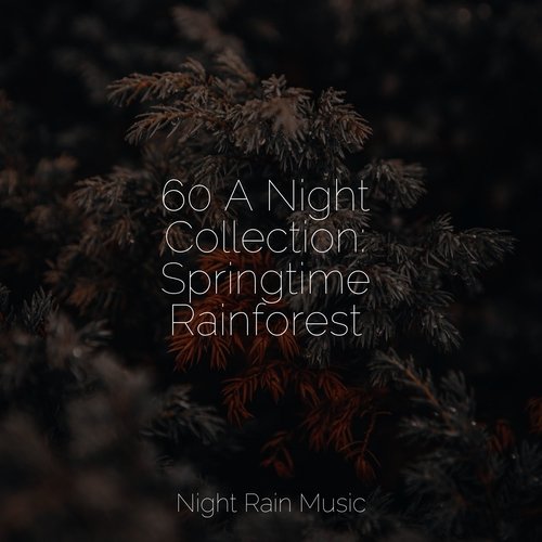 60 A Night Collection: Springtime Rainforest_poster_image