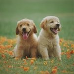Relaxing Music and Gentle Ambience