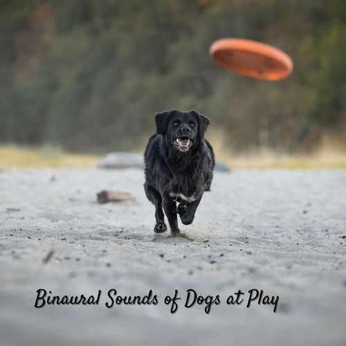 Binaural Sounds of Dogs at Play_poster_image