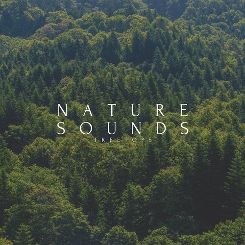 Soothing Forest Sounds Birds Singing cover art