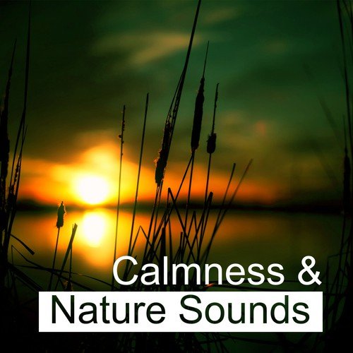 Calmness & Nature Sounds – Music for Relaxation, Stress Relief, Pure Waves, Singing Birds, Healing Sounds