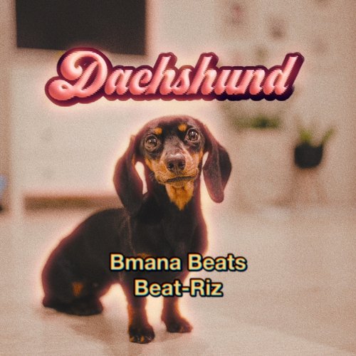 Dachshund cover art