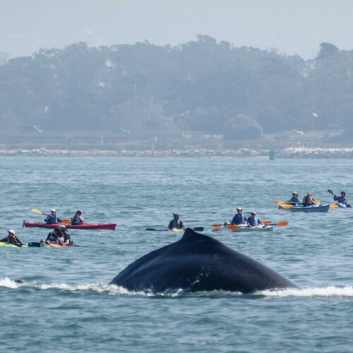 Ballad of the Wrong Way Whale cover art