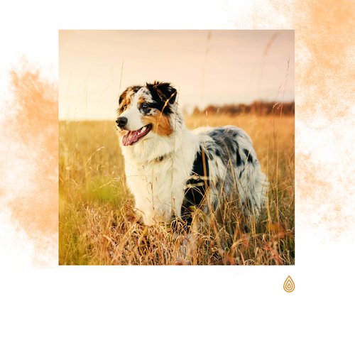 Pluie Tranquillisante au-dessus de l'Eau