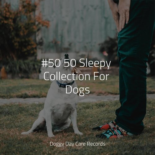 #50 50 Sleepy Collection For Dogs_poster_image