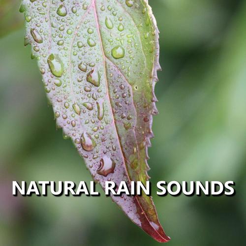 Natural Rain Sounds