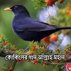 কোকিলের গান | আল্লাহ মহান | Allah Mohan-CBsfBEx0b38