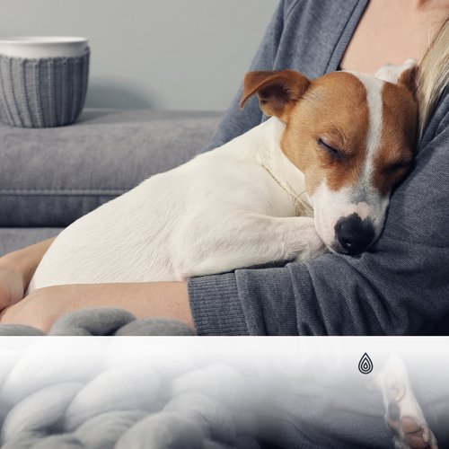 Berceuses du soir pour les chiens : Vibrations apaisantes