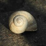 The Temple Peninsula