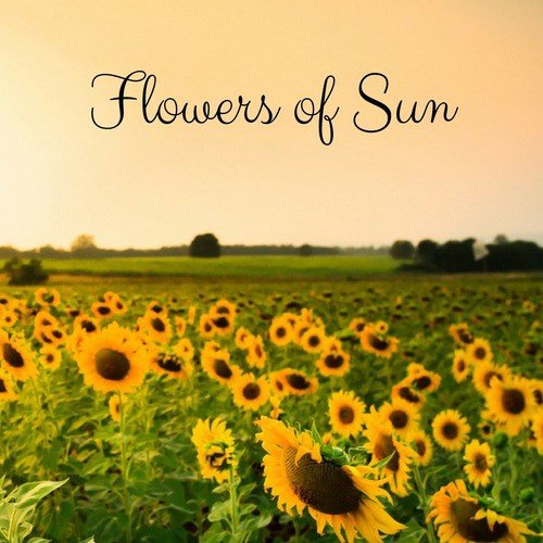Flowers of Sun