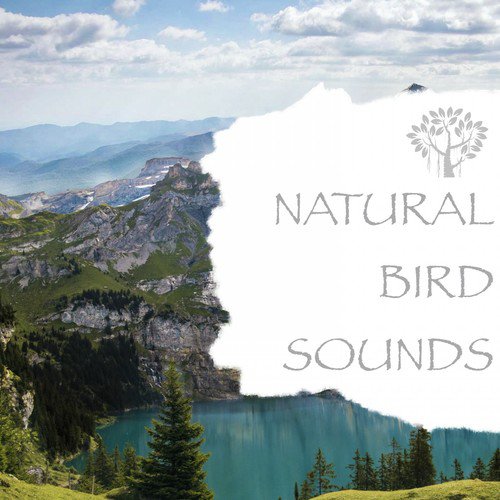 Nature Sounds - Birds Singing cover art