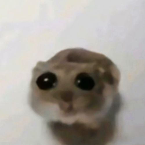 Sad Hamster (Sped Up)