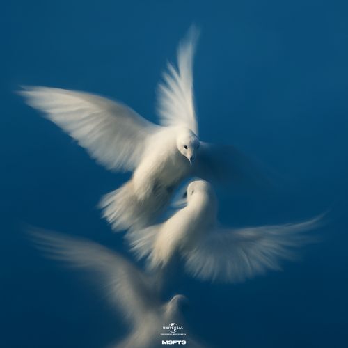 بالمقلوب cover art