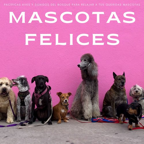 Mi Querida Mascota cover art