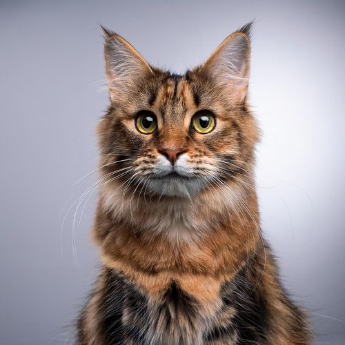 Ritmos Nocturnas Para Gatos Somnolientos cover art