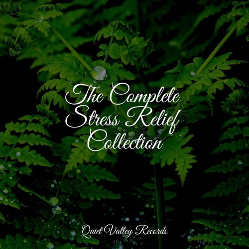 Focused, Relaxed cover art