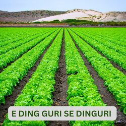 E DING GURI SE DINGURI-EiY6egcEAF0