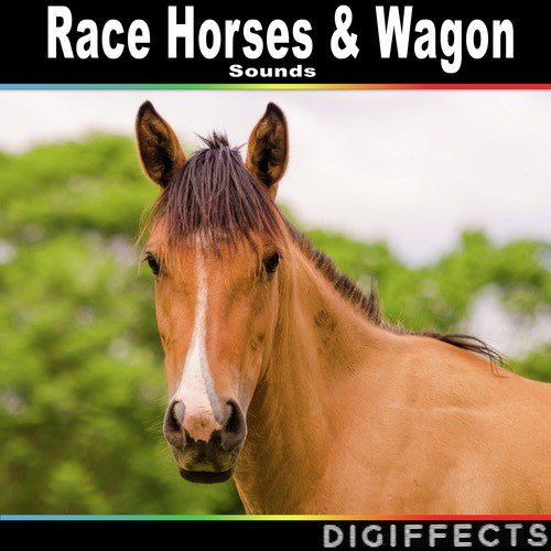 Horse Cart Ride with Iron Wheels on Gravel at a Trotting Pace cover art