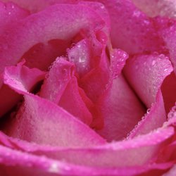 Winter 2018 Life in Nature: 20 Real Nature Sounds for Deep Sleep Relaxation (Loopable)